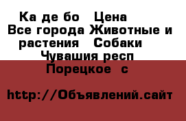 Ка де бо › Цена ­ 25 - Все города Животные и растения » Собаки   . Чувашия респ.,Порецкое. с.